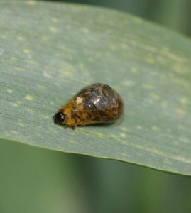 Cereal Leaf Beetle Larva