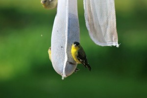 Cover photo for Getting Dirty in Your Garden - Extension Master Gardener Radio Show and Podcast - Interview of Byron Schermerhorn