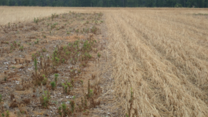 Fallow (left) vs. cereal rye cover crop (right).