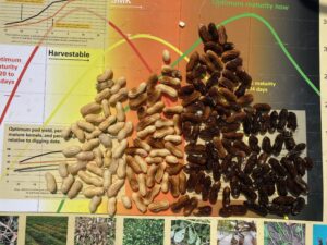 Cover photo for Pod Maturity Whiteville Peanut Notes No. 210 2021