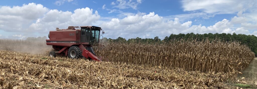 harvester in a corn field