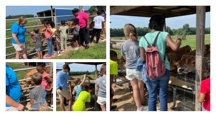 Collage of campers feeding cows