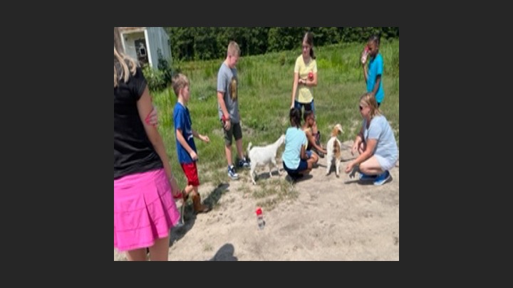 Campers pet goats