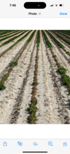 Cover photo for Zinc in Peanut Fields Peanut Notes No. 123 2023