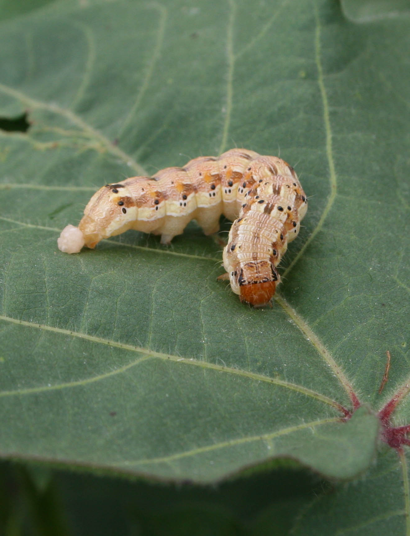 A brown worm with black spots on a green leaf.