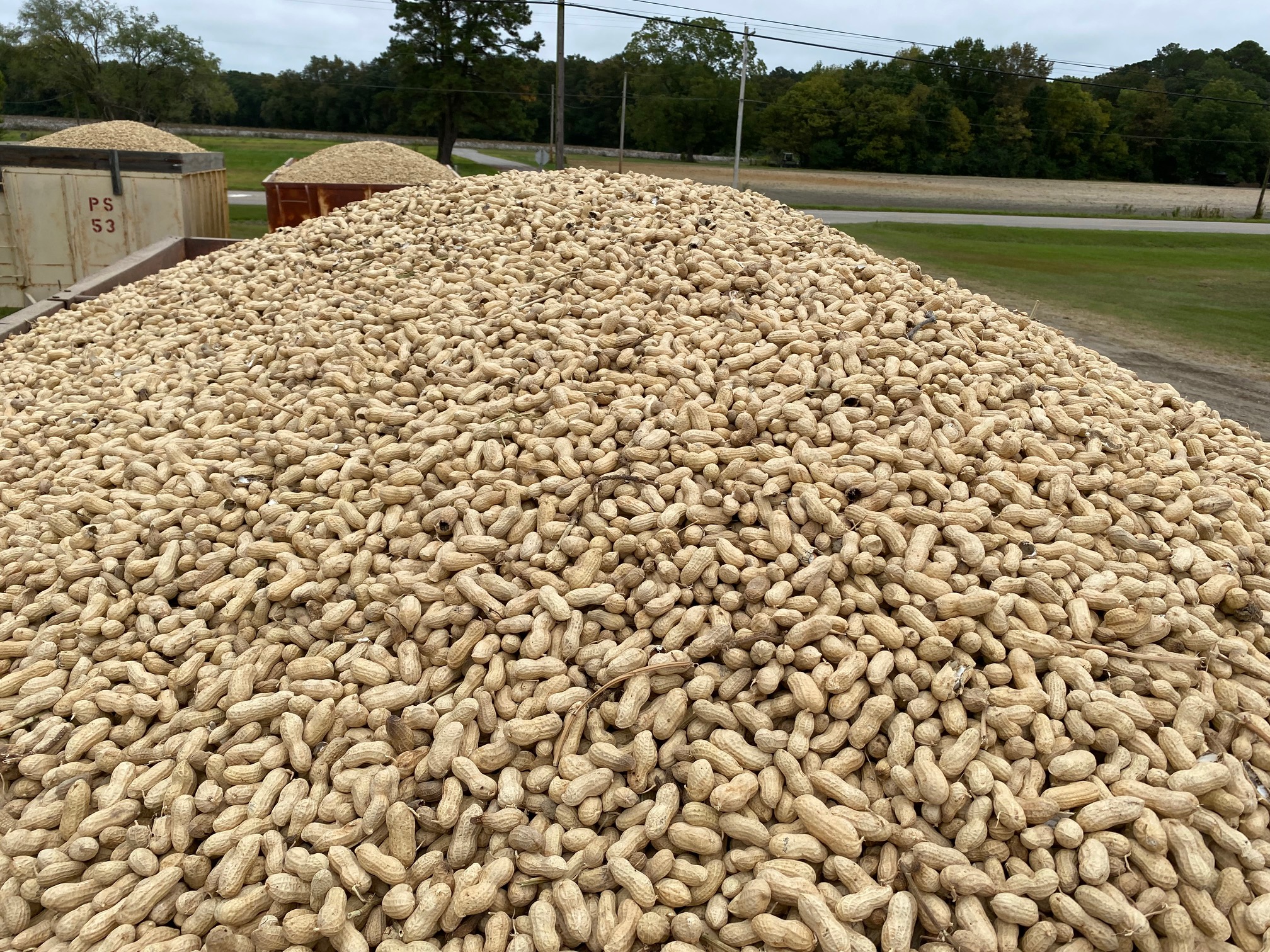 Trailers of harvested peanuts.