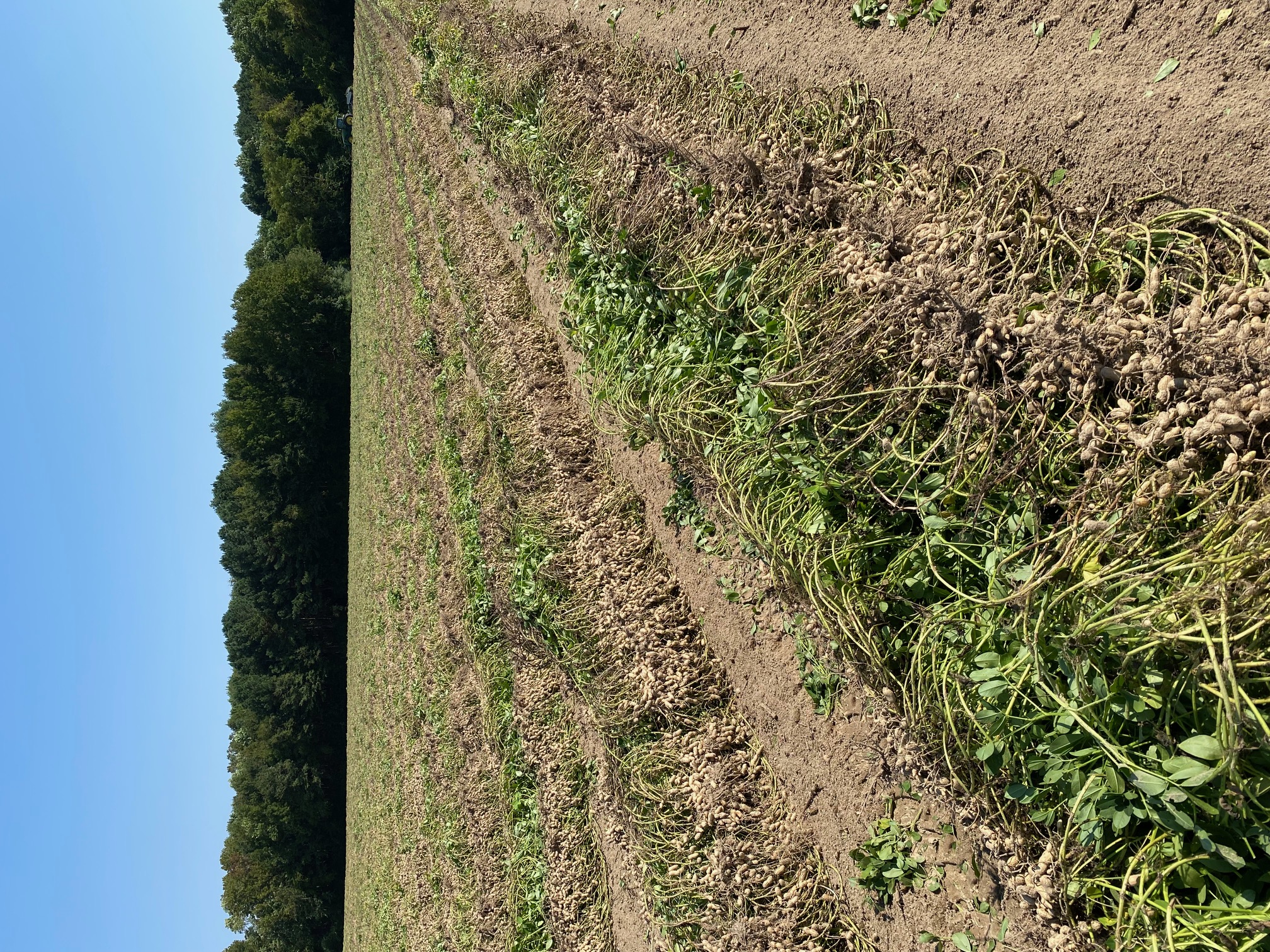 Peanuts dug up in the field.