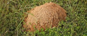 Cover photo for Treating Fire Ants