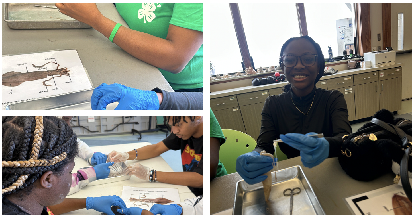 Students dissecting squid, using an image to identify pieces.