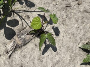 Cover photo for Morningglory Species Identification and Control Peanut Notes No. 106 2025