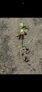 Cover photo for Valor Injury Peanut Notes No. 124 2025