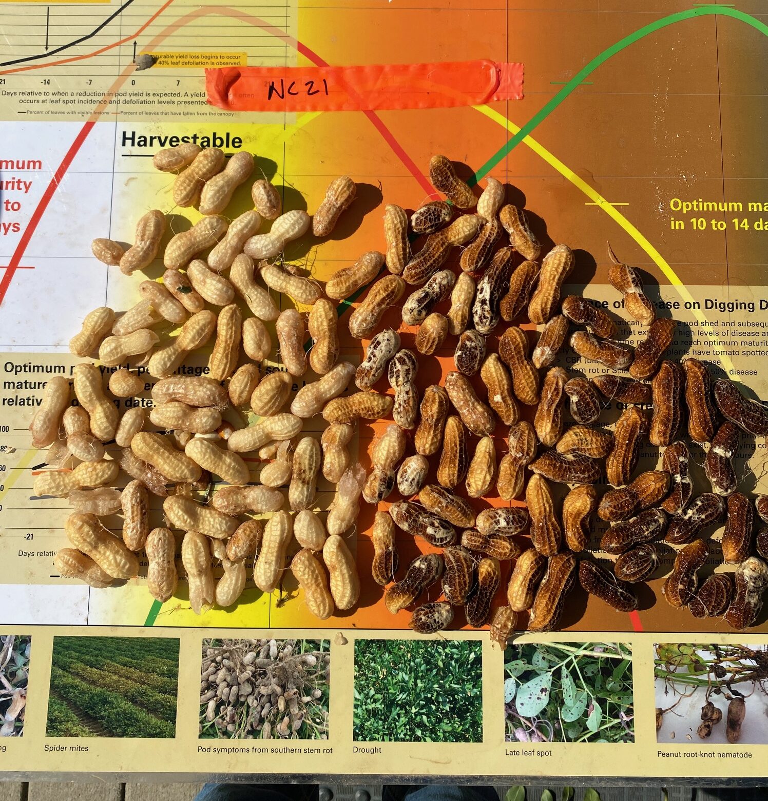 Peanuts on a chart.