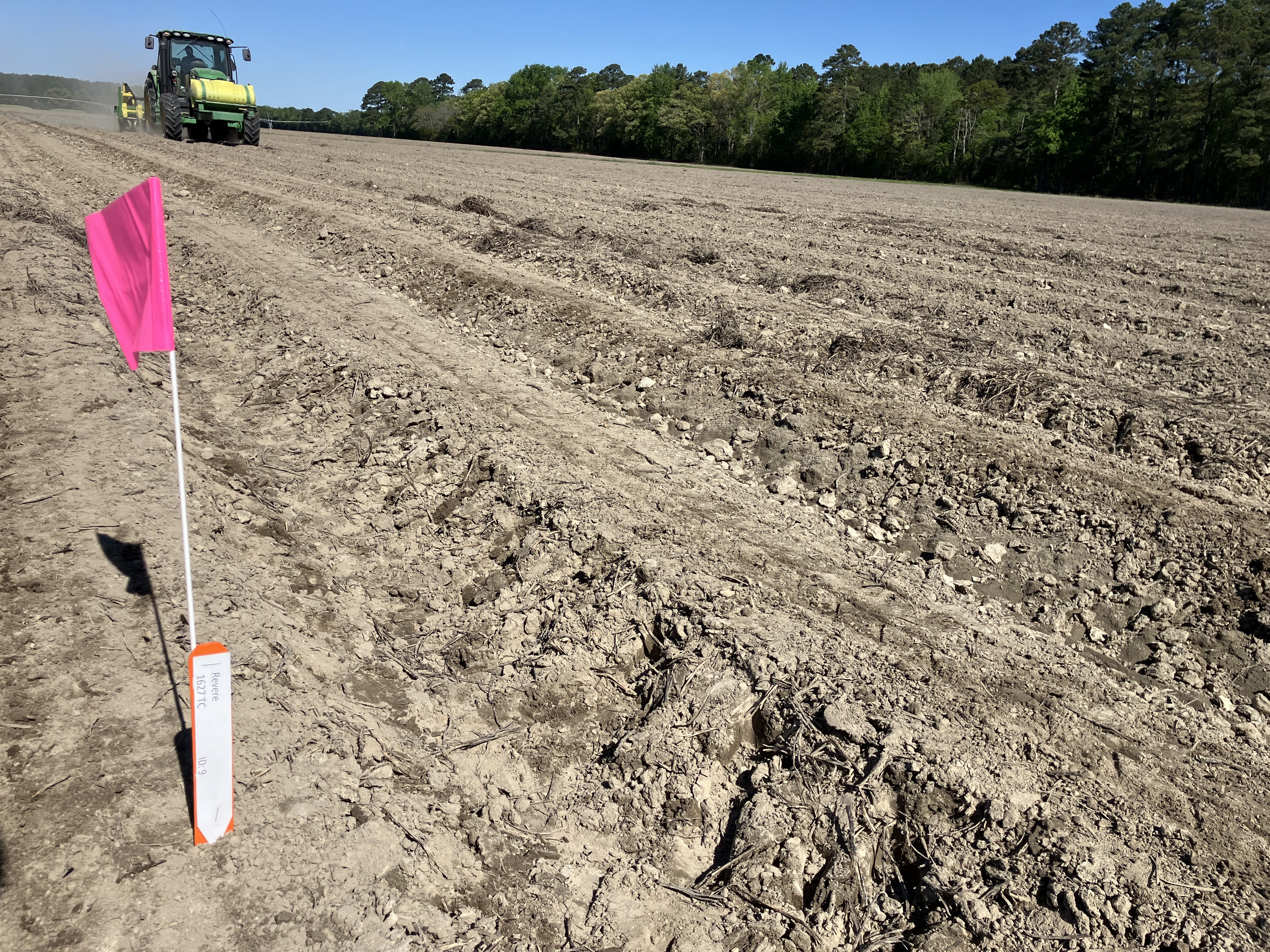Planting with plot stake - corn